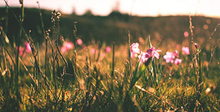 grass